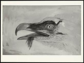 Head of a Bearded Vulture