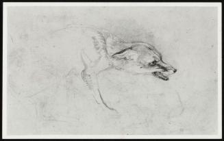 Study of a Crouching Fox, Facing Right