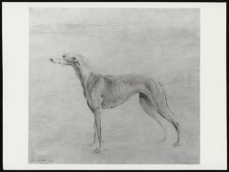 An Earl Talbot Greyhound