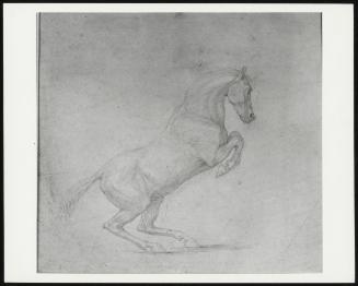 A Prancing Horse Facing Right