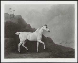 Arab Horse In A Desert Landscape