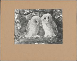 Owlets