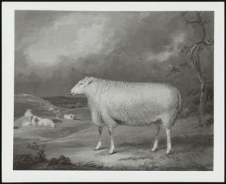 A Border Leicester Ewe