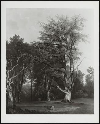 Trees In Woodland Glade