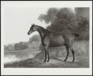 Bay Hunter In A Wooded Landscape