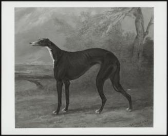 Juno, A Greyhound, 1822