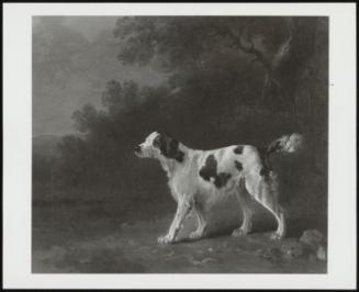 A Spaniel In A Landscape