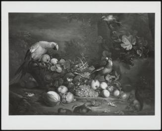 Parrots And Fruit With Onther Birds And A Squirrel