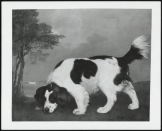 Black And White Spaniel In A Park With A Distant House, 1773 (A Spaniel In A Landscape)