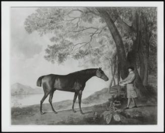 Racehorse Sharke With Trainer Mr Price In A Landscape