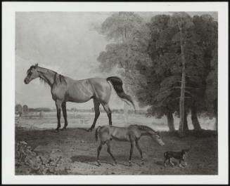 Near Newmarket: Broodmare With Foal And Terrier, 1882