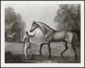 A Horse Being Led By A Groom