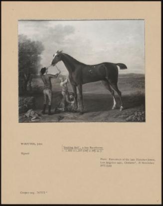 Smiling Ball', A Bay Racehorse