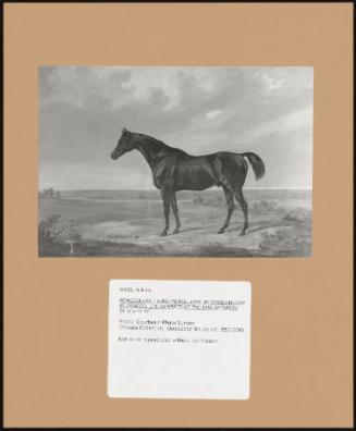 Roncevalles,: A Bay Horse, 1815, By Skiddaw-Dam By Dragon; The Property Of The Earl Of March