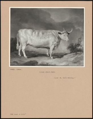 Large White Bull