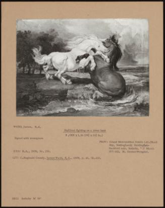 Stallion Fighting on a River Bank