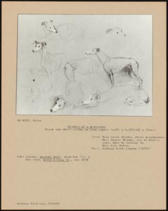 Studies of a Greyhound