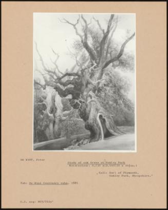 Study Of Oak Trees At Oakley Park