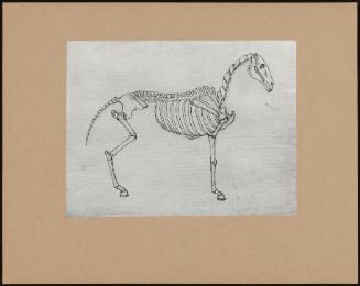 Skeleton of a Horse after Stubbs