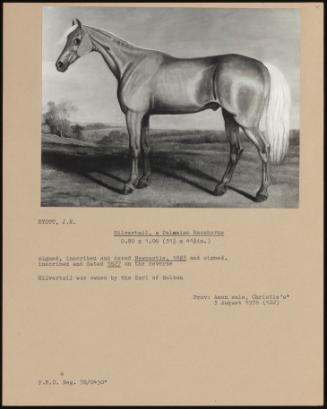 Silvertail, a Palomino Racehorse