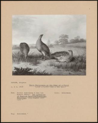 Three Partridges At The Edge Of A Field