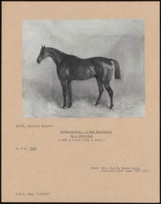 Sardanapalus', A Bay Racehorse In A Loosebox