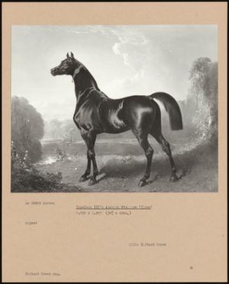 Napoleon III's Arabian Stallion Nizan