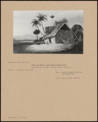 View In India: Hut Under Palm Tree