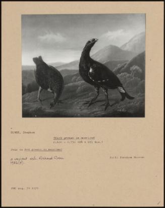 Black Grouse In Moorland