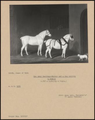 Two Grey Carriage- Horses And A Dog Outside A Stable