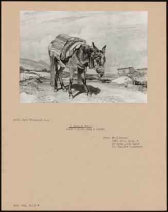 A Spanish Mule