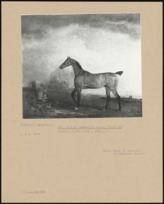 Hon. P. R. D. Burrel's Horse, Tally Ho