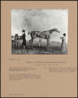 Euclid', A Chestnut Racehorse Being Rubbed Down.