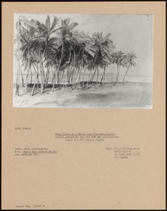 Palm Trees On A Beach Near Colombo, Ceylon