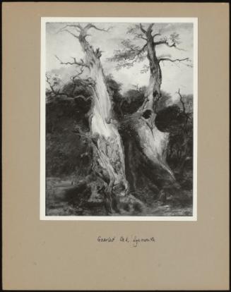 Gnarled Oak, Lynmouth