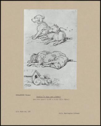 Studies Of Dogs And A Rabbit