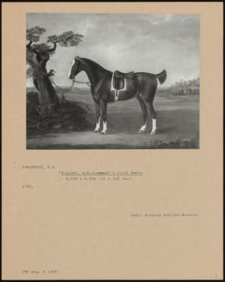 Pigeon, A. R. Drummond's First Horse