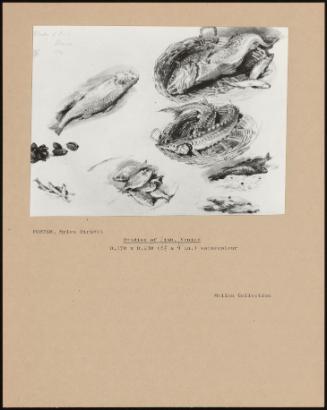 Studies Of Fish, Venice