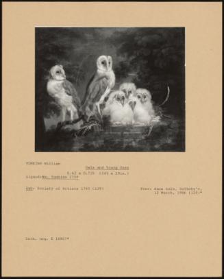 Owls And Young Ones
