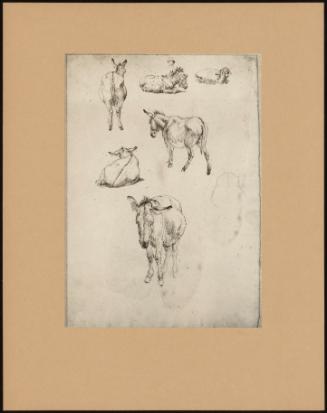 Studies Of Donkeys