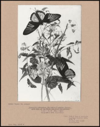 Cranesbill, Evergreen Birthwort, Virginian Chelone with Lady of the Woods and Other Butterflies