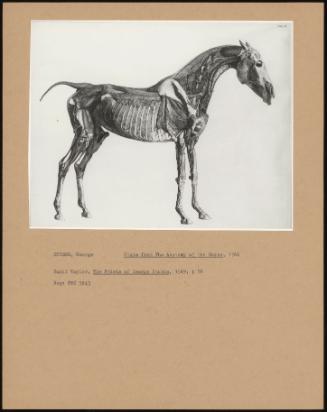 Plate From The Anatomy Of The Horse, 1766