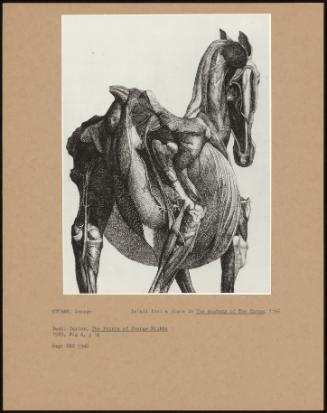 detail From A Plate In The Anatomy Of The Horse, 1766