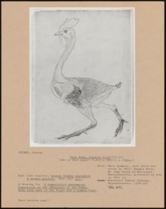 Fowl Body, Lateral View (716. 57)