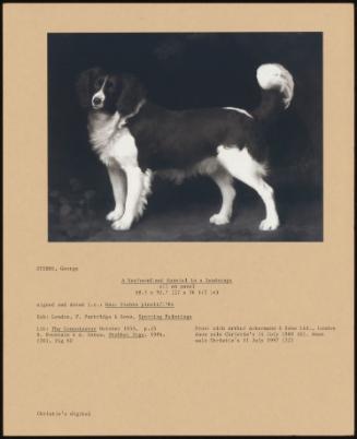 A Newfoundland Spaniel in a Landscape