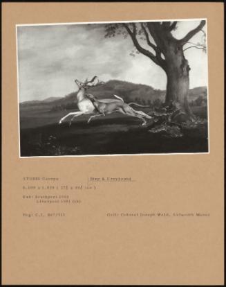 Stag and Greyhound