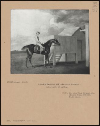 A Chestnut Racehorse, with Jockey Up, at Newmarket