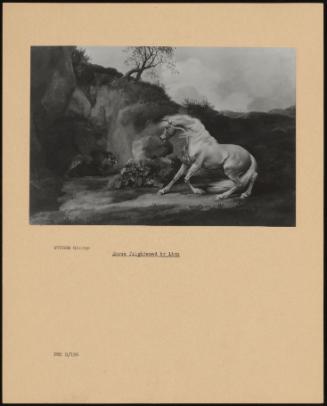 Horse Frightened by Lion