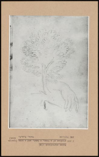 Roman Sketchbook 1746 Studies Of A Tree, A Hand, And A Nose (Upside Down)