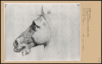 Study Of A Frightened Horse's Head